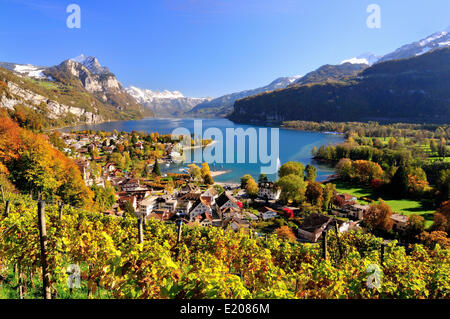 Blick auf die herbstlichen Weesen am Walensee, Weinberg im Vordergrund, Weesen, Kanton St. Gallen, Schweiz Stockfoto