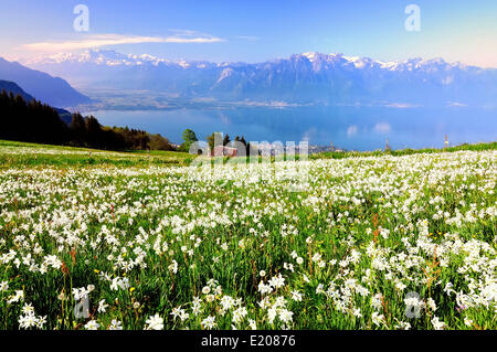 Wiese mit weißen Narzissen am Genfersee, Mt Dents du Midi auf der Rückseite, Montreux, Kanton Waadt, Schweiz Stockfoto
