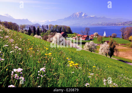 Kirschbäume in voller Blüte am Vierwaldstättersee, Blick auf dem Pilatus, Greppen, Kanton Luzern, Schweiz Stockfoto