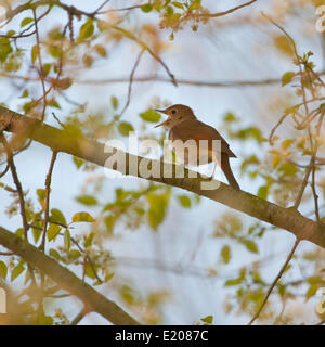 Nachtigall (Luscinia Megarhynchos), singen, Thüringen, Deutschland Stockfoto