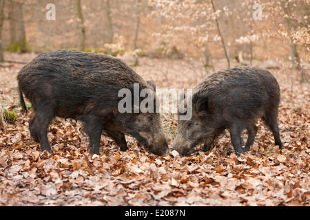 Wildschweine (Sus Scrofa), Sauen, in Gefangenschaft, North Rhine-Westphalia, Germany Stockfoto