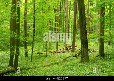 Europäische Buche oder Rotbuche (Fagus Sylvatica) Wald im Frühjahr, Nationalpark Hainich, Thüringen, Deutschland Stockfoto