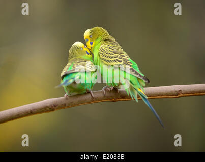 Wellensittiche (Melopsittacus Undulatus), Weiblich, links und männlich, rechts, Gefangenschaft, Sachsen-Anhalt, Deutschland Stockfoto