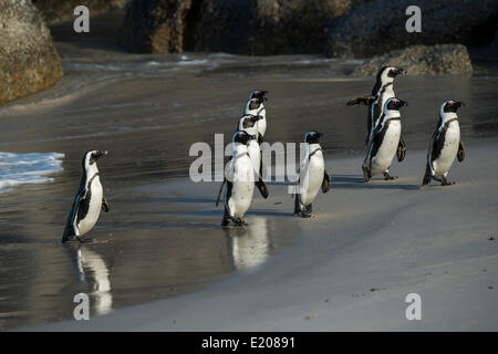 Jackass Pinguine oder afrikanische Pinguine (Spheniscus Demersus) auf einem sandigen Strand Boulders Beach, Simons Town, Western Cape Stockfoto