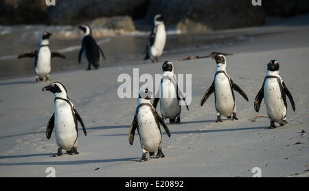 Jackass Pinguine oder afrikanische Pinguine (Spheniscus Demersus) auf einem sandigen Strand Boulders Beach, Simons Town, Western Cape Stockfoto