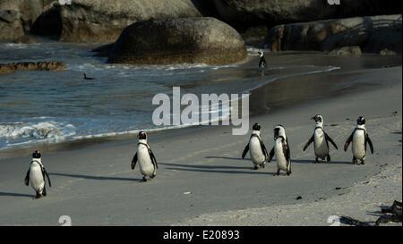 Jackass Pinguine oder afrikanische Pinguine (Spheniscus Demersus) auf einem sandigen Strand Boulders Beach, Simons Town, Western Cape Stockfoto