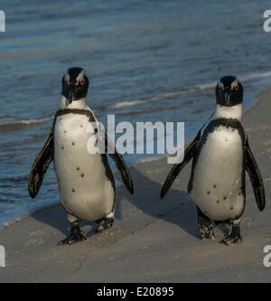 Jackass Pinguine oder afrikanische Pinguine (Spheniscus Demersus), koppeln an einem Strand Boulders Beach, Simons Town, Western Cape Stockfoto