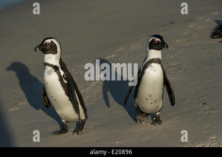 Jackass Pinguine oder afrikanische Pinguine (Spheniscus Demersus), koppeln an einem Strand Boulders Beach, Simons Town, Western Cape Stockfoto