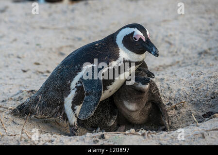 Jackass Pinguine oder afrikanische Pinguine (Spheniscus Demersus), Erwachsene mit Küken, Boulders Beach, Simons Town, Western Cape Stockfoto