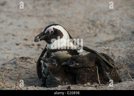 Jackass Pinguine oder afrikanische Pinguine (Spheniscus Demersus), Erwachsene mit Küken, Boulders Beach, Simons Town, Western Cape Stockfoto