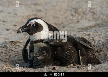 Jackass Pinguine oder afrikanische Pinguine (Spheniscus Demersus), Erwachsene mit Küken, Boulders Beach, Simons Town, Western Cape Stockfoto