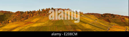 Weinberge im Herbst, in der Nähe von Uhlbach, Stuttgart, Baden-Württemberg, Deutschland Stockfoto