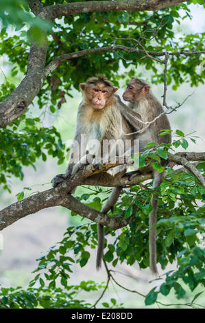 Rhesusaffen (Macaca Mulatta) Pflege, Mudumalai Wildlife Sanctuary, Tamil Nadu, Indien Stockfoto