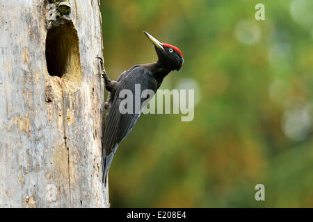 Schwarzspecht (Dryocopus Martius) am Nest Loch, Nationalpark Biebrza-Flusstal, Polen Stockfoto