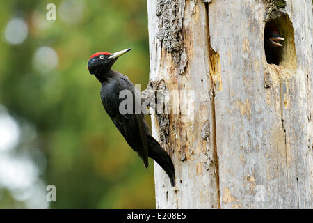 Schwarzspecht (Dryocopus Martius) am Nest Loch mit einem Küken, Nationalpark Biebrza-Flusstal, Polen Stockfoto