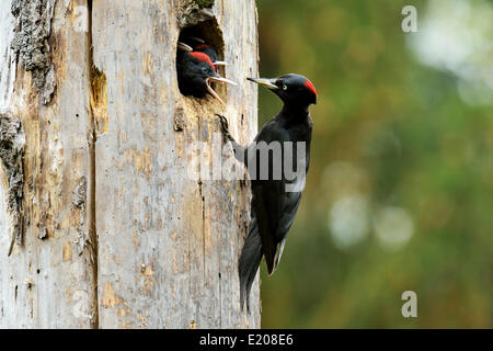 Schwarzspecht (Dryocopus Martius) Fütterung Küken auf dem Nest Loch, Nationalpark Biebrza-Flusstal, Polen Stockfoto