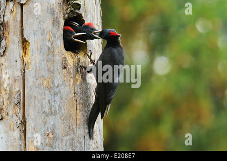 Schwarzspecht (Dryocopus Martius) Fütterung Küken auf dem Nest Loch, Nationalpark Biebrza-Flusstal, Polen Stockfoto