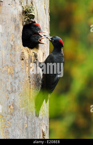 Schwarzspecht (Dryocopus Martius) Fütterung Küken auf dem Nest Loch, Nationalpark Biebrza-Flusstal, Polen Stockfoto