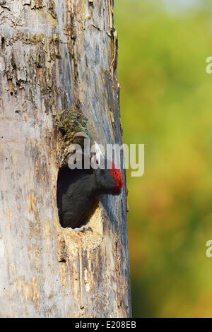 Schwarzspecht (Dryocopus Martius), Jungvogel aus dem Nest Loch, Nationalpark Biebrza-Flusstal, Polen Stockfoto