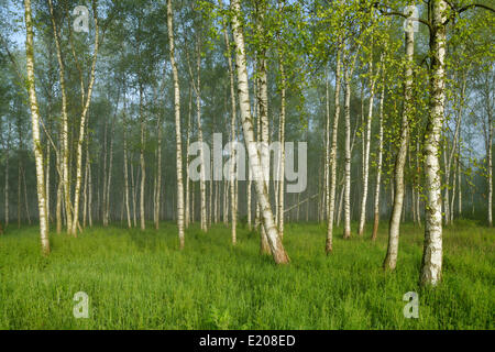 Wald der Moorbirke oder weiße Birke (Betula Pubescens) in einem leichten Nebel, Nationalpark Biebrza-Flusstal, Polen Stockfoto