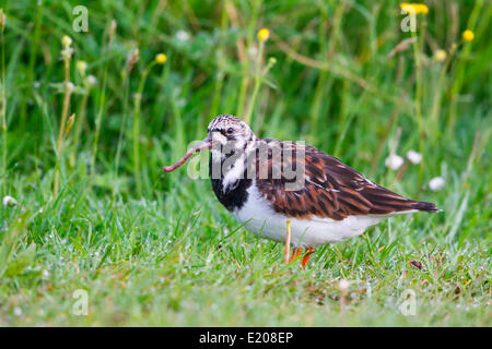 Ruddy Steinwälzer (Arenaria Interpres) mit Regenwurm im Schnabel, Texel, West Ostfriesischen Inseln, Provinz Nord-Holland, Holland Stockfoto