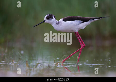 Stelzenläufer (Himantopus Himantopus) auf Nahrungssuche, Neusiedler See, Österreich Stockfoto