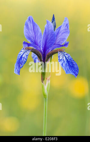 Sibirische Schwertlilie (Iris Sibirica), Nordhessen, Hessen, Deutschland Stockfoto