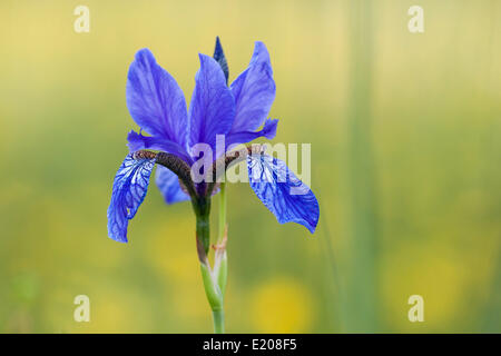 Sibirische Schwertlilie (Iris Sibirica), Nordhessen, Hessen, Deutschland Stockfoto