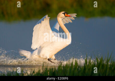 Mute Swan (Cygnus Olor), Landung auf Wasser, Nordhessen, Hessen, Deutschland Stockfoto