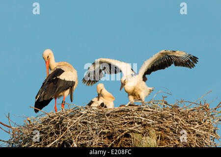 Weißstorch (Ciconia Ciconia), Altvogel mit zwei Küken auf dem Nest, Nordhessen, Kassel Stockfoto