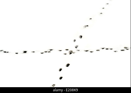 Schneidet frischesten wilden Animal Fuß druckt auf Schnee Stockfoto