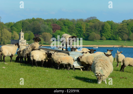 Eine Herde von Schafen in Rutland Water, England, Großbritannien Stockfoto