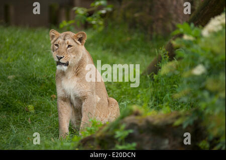 London Zoo, Regents Park, London UK. 12. Juni 2014. ZSL London Zoo drei asiatischen Löwinnen versuchen ihre Ballfertigkeit für die englische Nationalmannschaft, als die WM startet. Löwen sind seit 1872 Maskottchen von England Fußball-Trikot. Bildnachweis: Malcolm Park Leitartikel/Alamy Live-Nachrichten Stockfoto