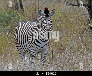 Ebenen Zebra, Südafrika Stockfoto