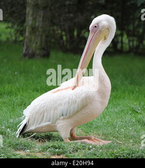 Pelikan sitzen auf dem Rasen Stockfoto