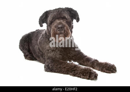 Bouvier Des Flandres Stockfoto