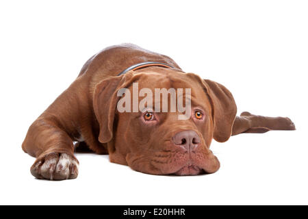 Bull Mastiff, Tosa Inu Mix Stockfoto