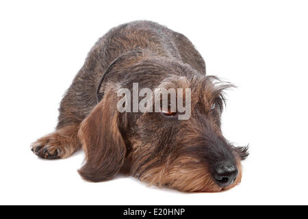 Draht kurzhaarige Dackel Hund Stockfoto