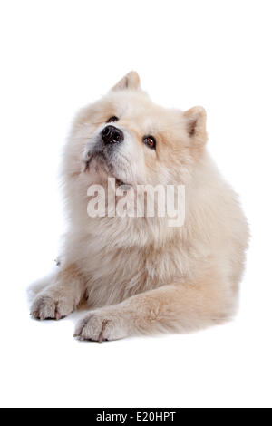 Chow-Chow und Samojede mischen Stockfoto