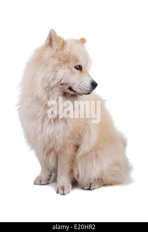 Chow-Chow und Samojede mischen Stockfoto