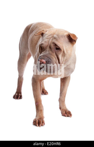 Shar pei Hund Stockfoto