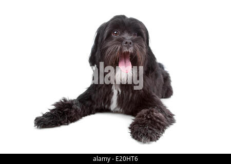 Tibet Terrier, Shih Tzu Mix Stockfoto