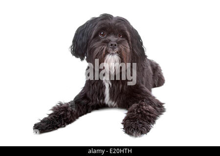 Tibet Terrier, Shih Tzu Mix Stockfoto