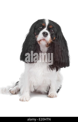 Cavalier King Charles Spaniel Hund Stockfoto