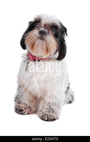 Shih Tzu Hund Stockfoto