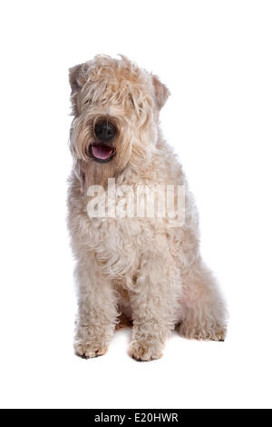 soft coated wheaten Terrier Hund Stockfoto