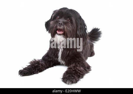 Tibet Terrier, Shih Tzu Mix Stockfoto