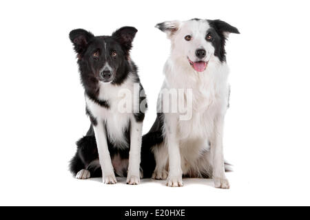 zwei Border-Collie-Schäferhunde Stockfoto