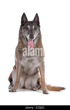 alt und grau Belgischer Schäferhund Stockfoto