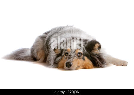 Shetland Sheepdog, Sheltie Stockfoto